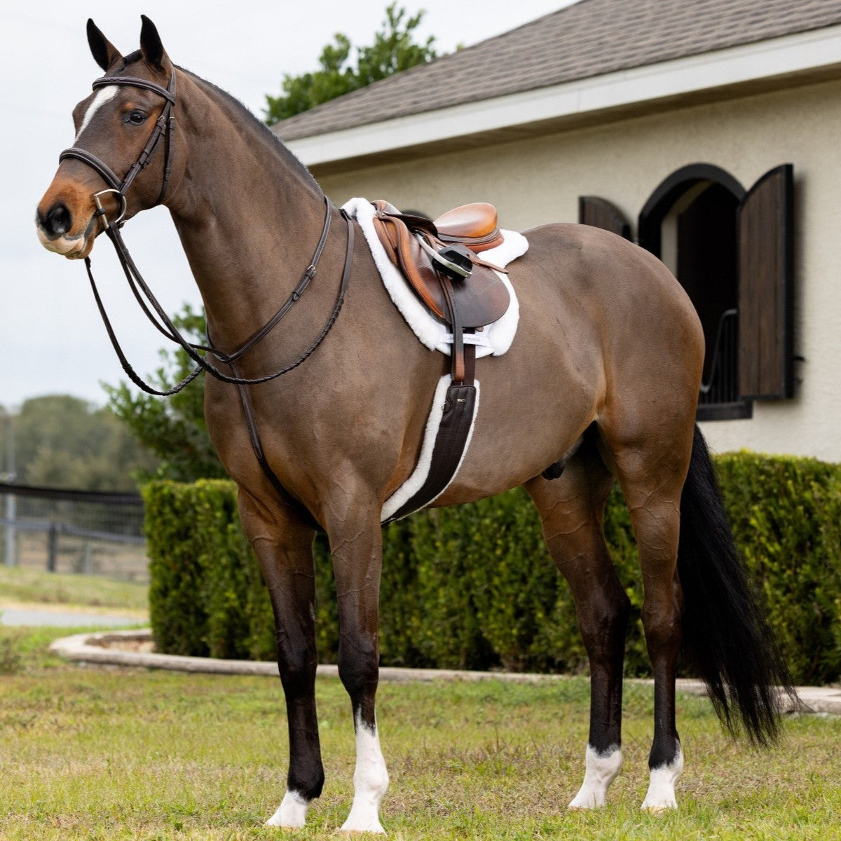 LeMieux Merino+ Hunter Saddle Pad-2