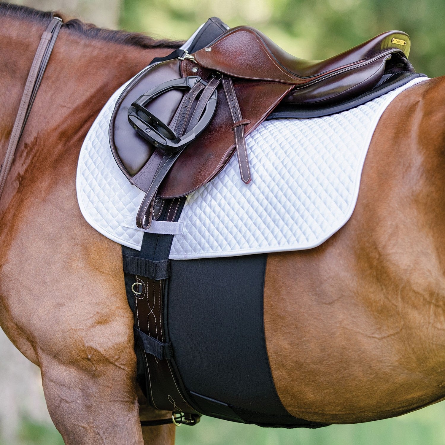 Equifit BellyBand+ Plus