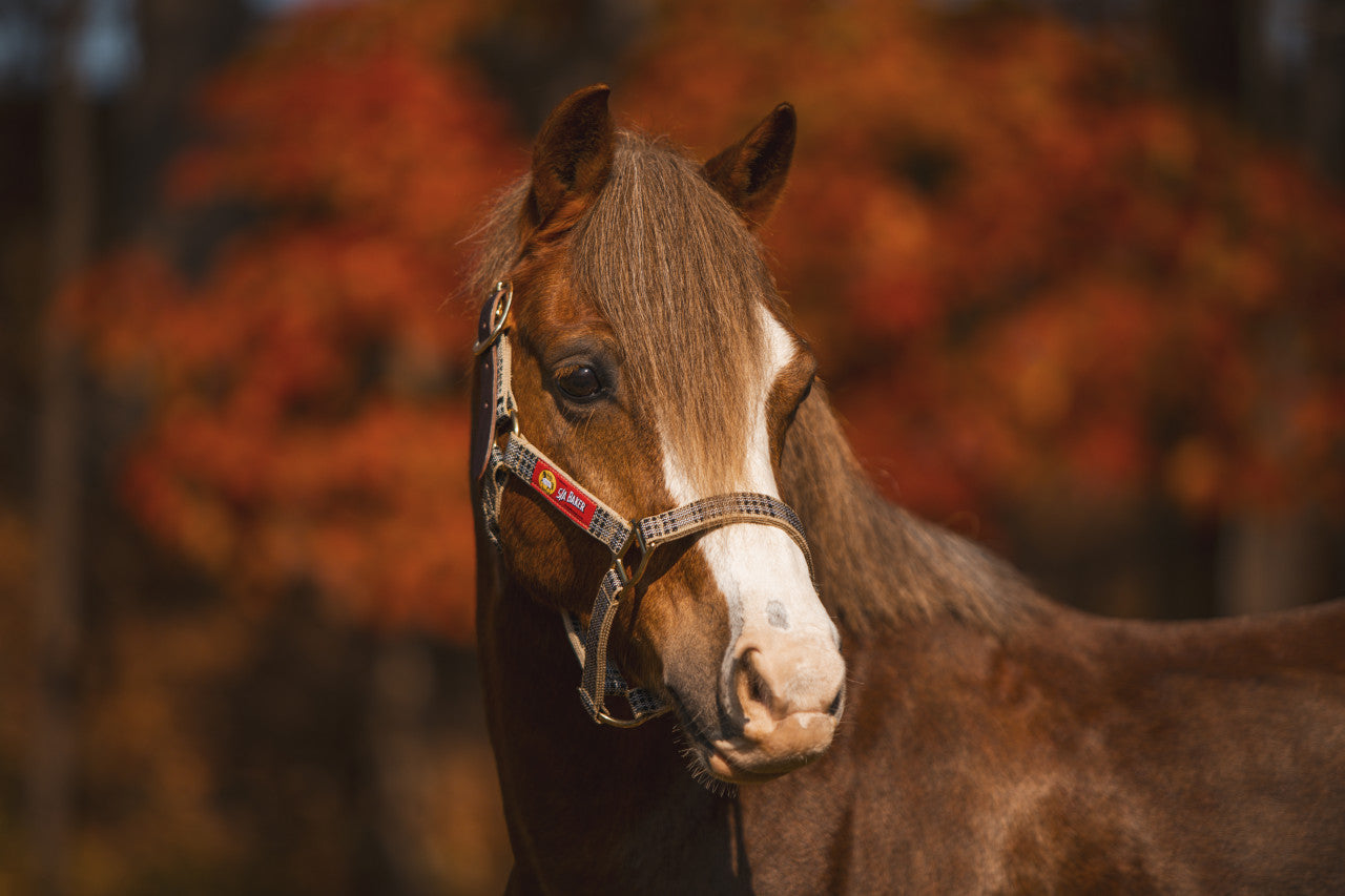 Baker Leather Crown Breakaway Halter - Yearling-1