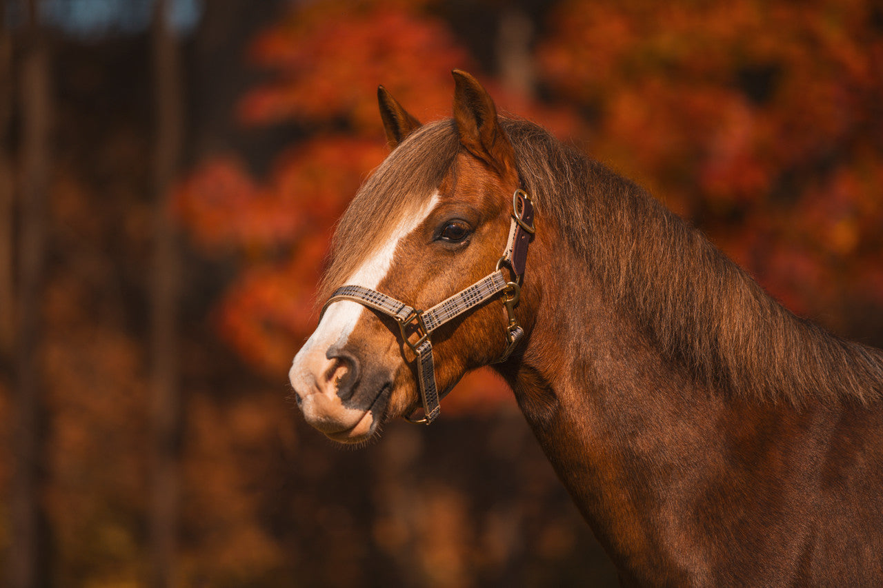 Baker Leather Crown Breakaway Halter - Yearling