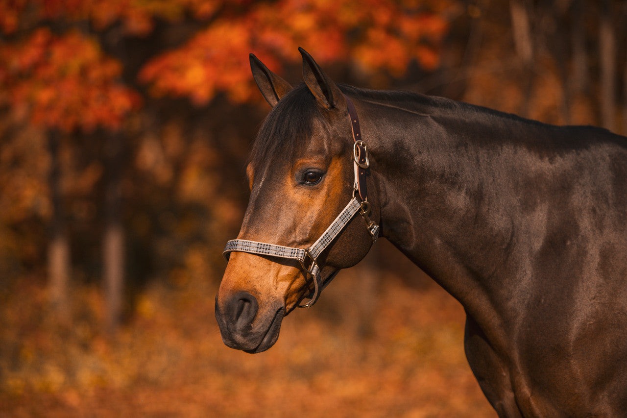 Baker Leather Crown Breakaway Halter - Yearling-3