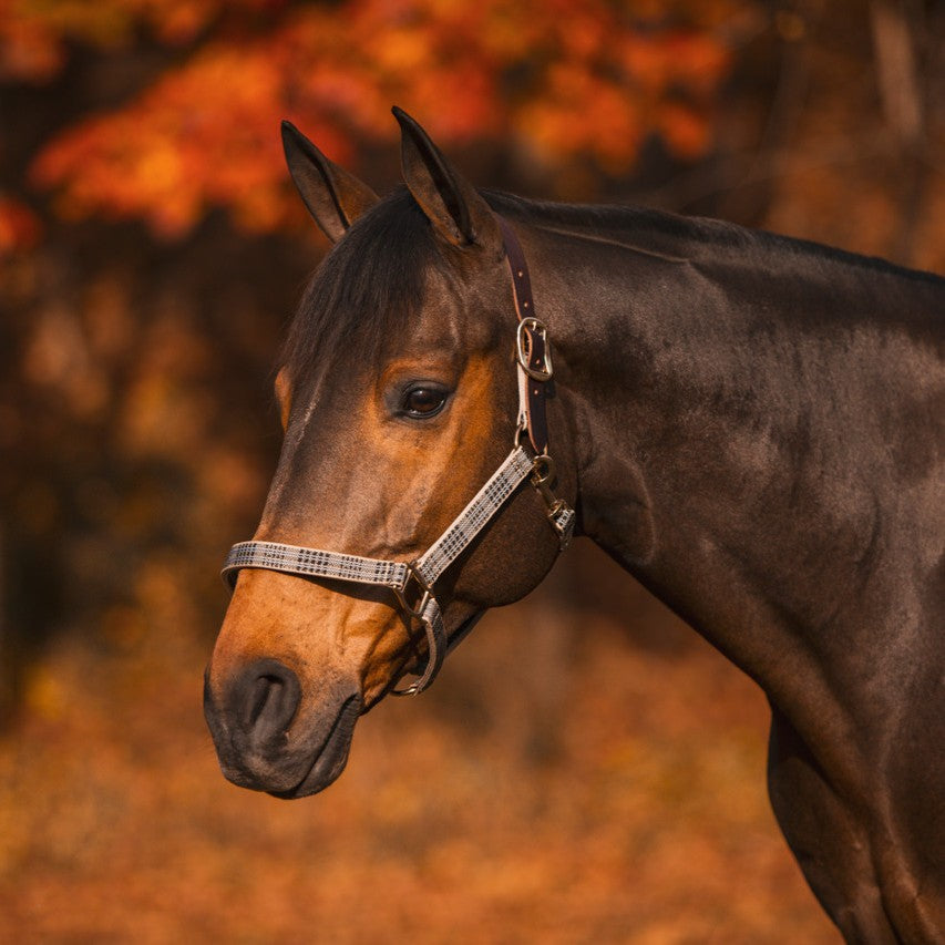 Baker Leather Crown Breakaway Halter - Horse