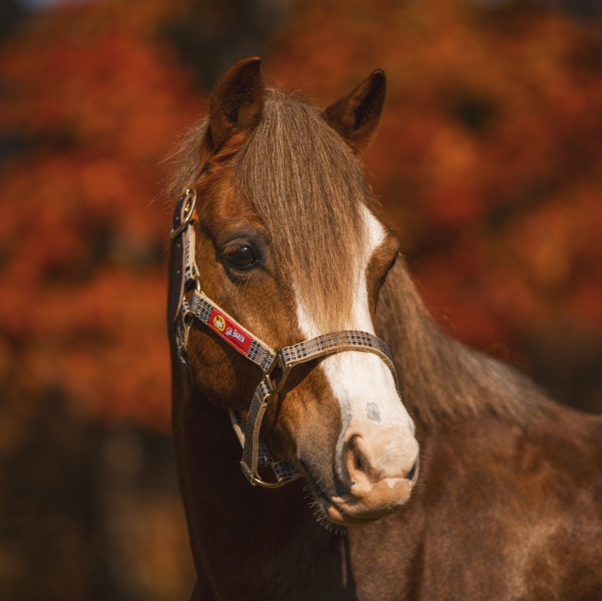 Baker Leather Crown Breakaway Halter - Horse-2