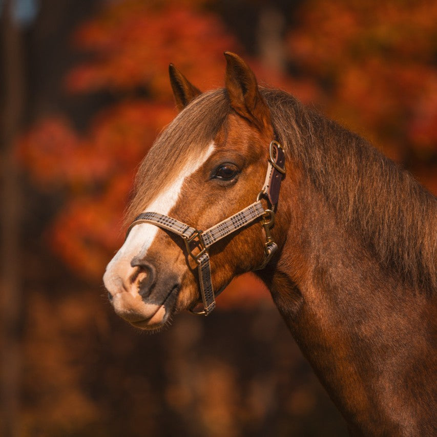 Baker Leather Crown Breakaway Halter - Horse-3