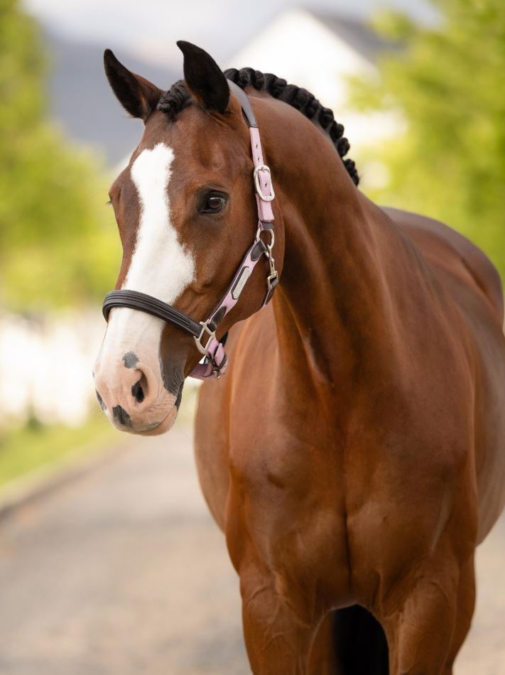 LeMieux Capella Halter-zoom-4