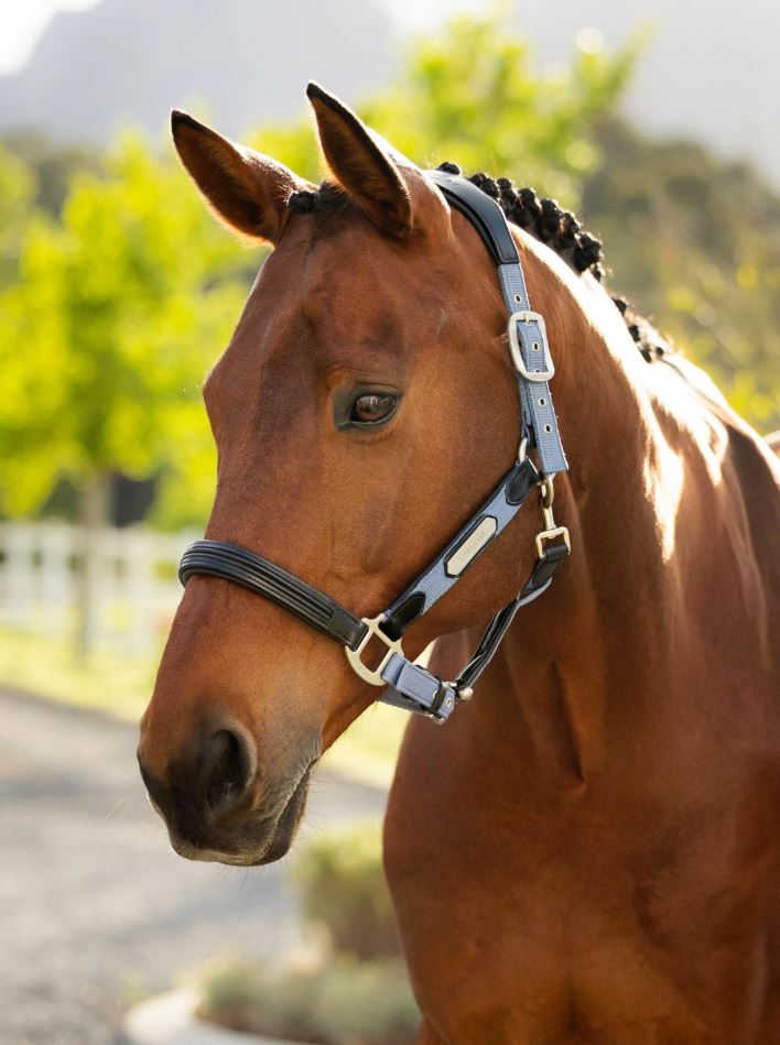 LeMieux Capella Halter-3